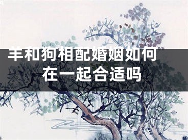 羊和狗相配婚姻如何 在一起合适吗