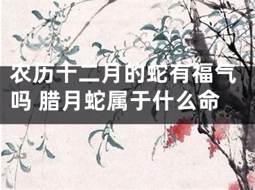 农历十二月的蛇有福气吗 腊月蛇属于什么命