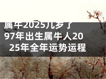 属牛2025几岁了 97年出生属牛人2025年全年运势运程