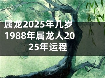属龙2025年几岁 1988年属龙人2025年运程