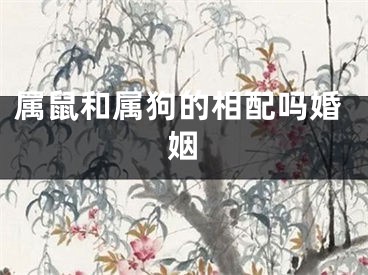 属鼠和属狗的相配吗婚姻