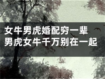 女牛男虎婚配穷一辈 男虎女牛千万别在一起