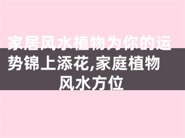 家居风水植物为你的运势锦上添花,家庭植物风水方位