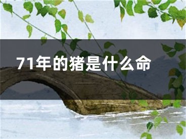 71年的猪是什么命
