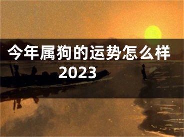 今年属狗的运势怎么样2023