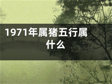 1971年属猪五行属什么