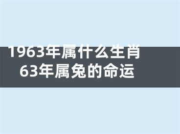1963年属什么生肖 63年属兔的命运
