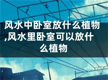 风水中卧室放什么植物,风水里卧室可以放什么植物