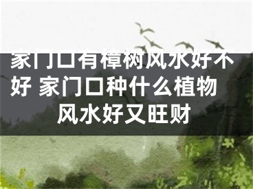 家门口有樟树风水好不好 家门口种什么植物风水好又旺财