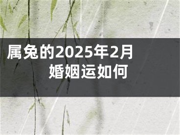 属兔的2025年2月婚姻运如何
