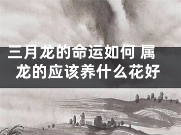 三月龙的命运如何 属龙的应该养什么花好