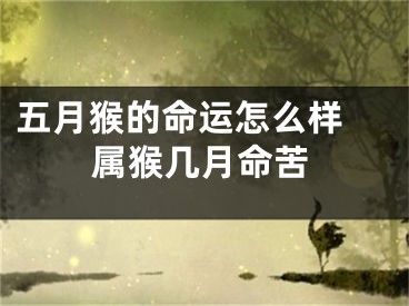 五月猴的命运怎么样 属猴几月命苦