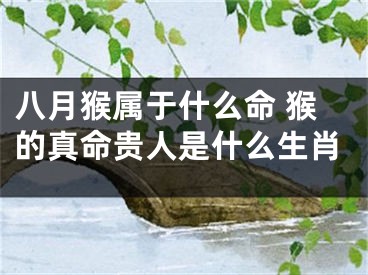 八月猴属于什么命 猴的真命贵人是什么生肖