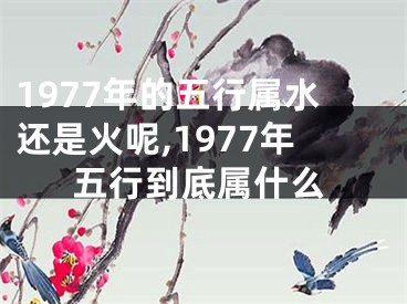 1977年的五行属水还是火呢,1977年五行到底属什么