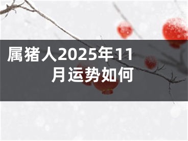 属猪人2025年11月运势如何