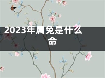 2023年属兔是什么命