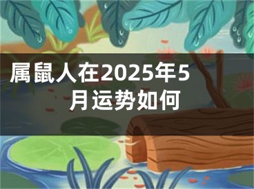 属鼠人在2025年5月运势如何