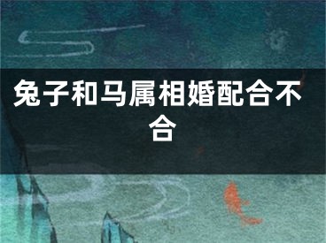 兔子和马属相婚配合不合