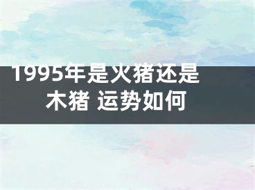 1995年是火猪还是木猪 运势如何