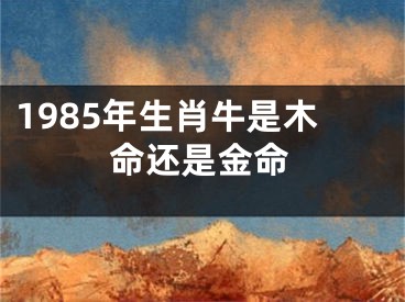 1985年生肖牛是木命还是金命