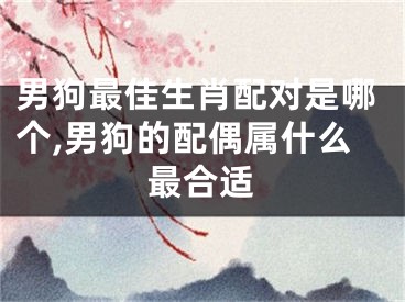 男狗最佳生肖配对是哪个,男狗的配偶属什么最合适