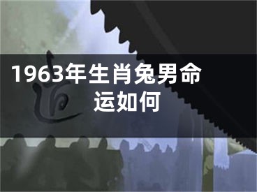1963年生肖兔男命运如何