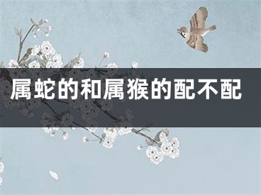 属蛇的和属猴的配不配