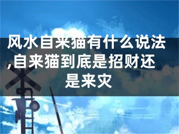 风水自来猫有什么说法,自来猫到底是招财还是来灾