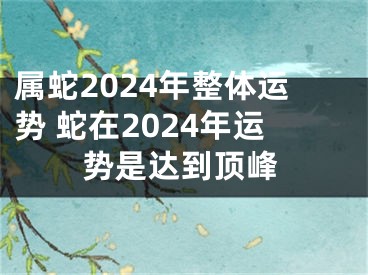 属蛇2024年整体运势 蛇在2024年运势是达到顶峰