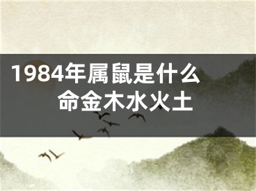 1984年属鼠是什么命金木水火土