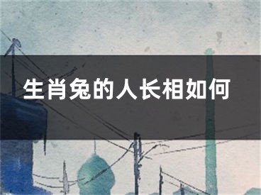 生肖兔的人长相如何