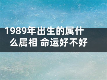 1989年出生的属什么属相 命运好不好