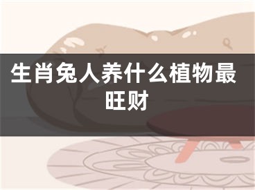 生肖兔人养什么植物最旺财