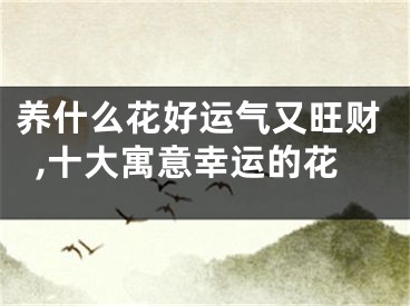 养什么花好运气又旺财,十大寓意幸运的花