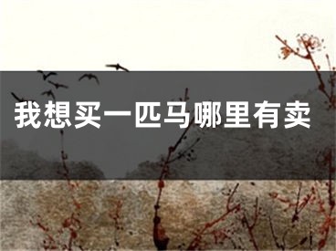 我想买一匹马哪里有卖