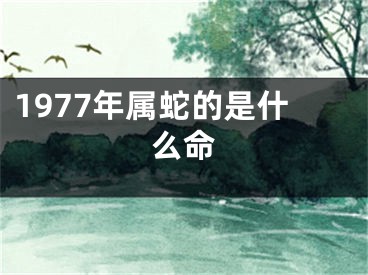 1977年属蛇的是什么命