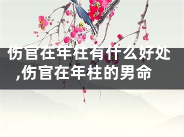 伤官在年柱有什么好处,伤官在年柱的男命