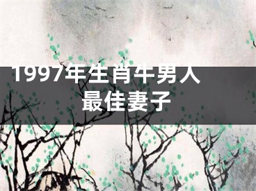 1997年生肖牛男人最佳妻子