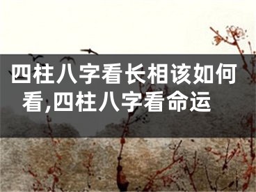 四柱八字看长相该如何看,四柱八字看命运