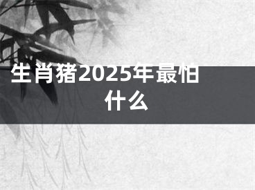 生肖猪2025年最怕什么