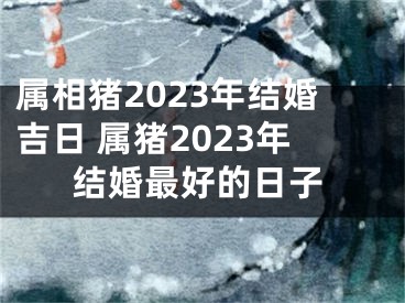 属相猪2023年结婚吉日 属猪2023年结婚最好的日子