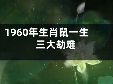 1960年生肖鼠一生三大劫难