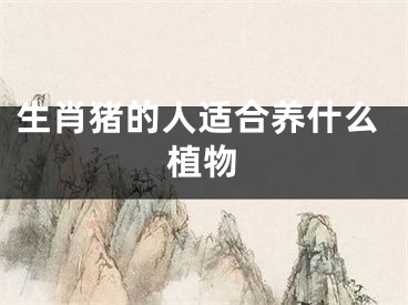 生肖猪的人适合养什么植物