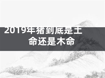 2019年猪到底是土命还是木命