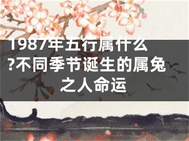 1987年五行属什么?不同季节诞生的属兔之人命运