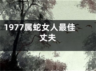 1977属蛇女人最佳丈夫