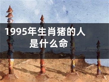 1995年生肖猪的人是什么命 