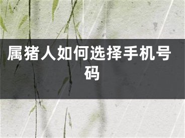 属猪人如何选择手机号码