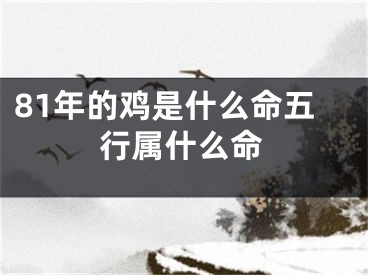 81年的鸡是什么命五行属什么命
