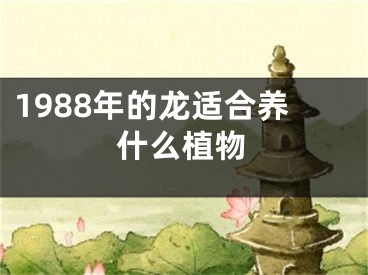 1988年的龙适合养什么植物